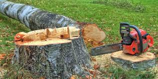 Professional Tree Services in Beacon Square, FL