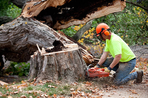 Best Tree Cabling and Bracing  in Beacon Square, FL