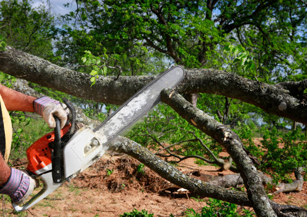 Best Utility Line Clearance  in Beacon Square, FL